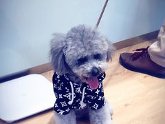 -Pets First伊珊娜洗护·精致美容·家庭式寄养(新会路店)
