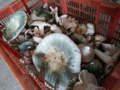 -王家小院