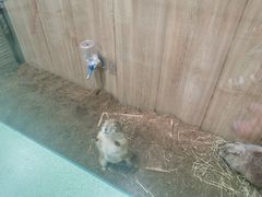 -藦茜花园宠物主题亲子互动体验馆(国顺东路店)