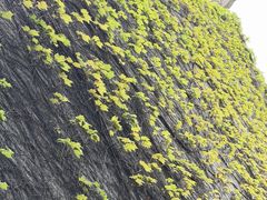 -梅园