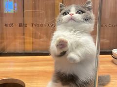 -袖虎·猫馆(体育西路店)