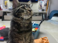 -糯米喵星人总部直营旗舰店·猫舍·幼猫出售