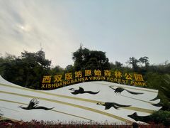-西双版纳原始森林公园