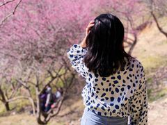 -新建村梅花