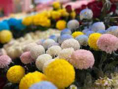 -越秀西湖花市(广州城市广场花卉店)