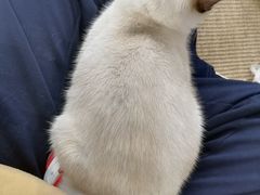 -Heymao猫咖.咖啡厅(东门店)