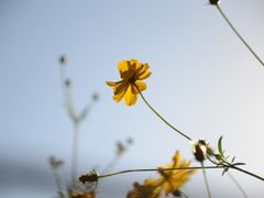 -朝阳公园