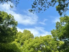 -上海共青森林公园