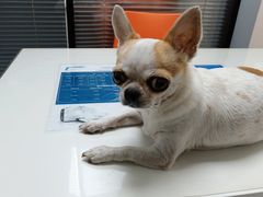 -伟伟宠物医院·CT影像中心·瑞派犬猫综合性门诊(汉口总院)