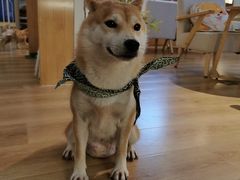 -柴犬小屋·柴餐厅·狗咖食堂(金鼎广场店)