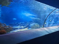 -太平洋海底世界