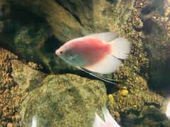 -苏州海洋馆