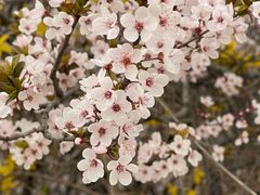 -石家庄市植物园