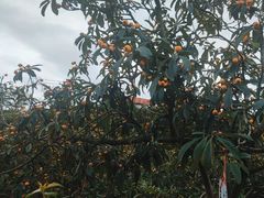 -桃源山庄·水蜜桃采摘·柴火鸡·烧烤团建(龙泉山店)