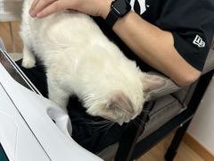 -稻荷日麻社
