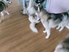-Husky Go! 哈士奇体验馆·宠物咖啡厅狗咖