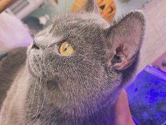 -平行世界·猫咖(首经贸店)