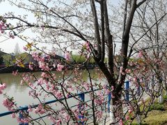 -高东镇樱花园