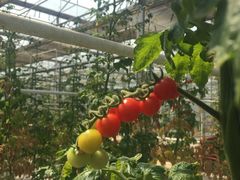 -苏州香山国际大酒店