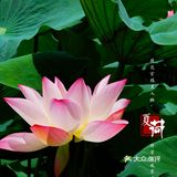 洪湖公园拍荷花之「夏雨荷」没有雨💦💦💦