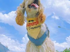 -萌宠之家·腊肠犬·马尔泰·小体犬舍