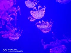 -多彩贵州城极地海洋世界