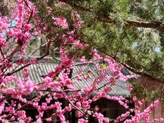 -潭柘寺景区