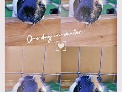 -神户市立六甲山牧场