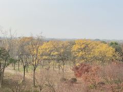 -贡湖湾湿地公园