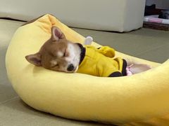 -逗柴咖啡屋·狗咖猫咖宠物桌游