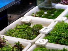 -双季花艺园艺市场(浦东店)