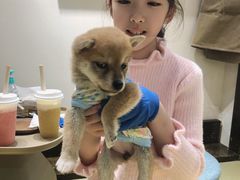 -逗柴咖啡屋·狗咖猫咖宠物桌游