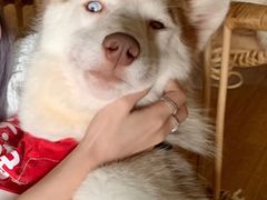 火锅-Husky Go! 哈士奇体验馆·宠物咖啡厅狗咖