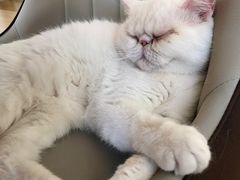 -猫腻·猫咖·撸猫馆(星光大道店)