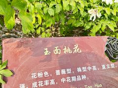 -曹州牡丹园
