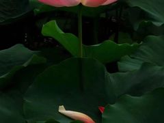 -桤木河湿地公园