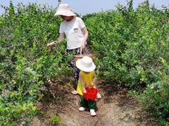 -金谷域澳洲庄园