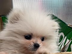 -瑞鹏宠物医院·超声·骨科·奇麟分院(蜀都万达店)