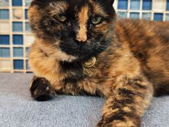 -Sirena海妖日咖夜酒