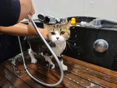 -袖虎·猫馆(体育西路店)