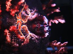 -暹罗海洋世界