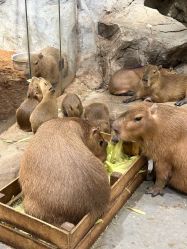 -Zoolung Zoolung动物主题公园(海信广场店)