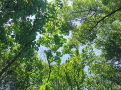 -上海佘山国家森林公园天马山园