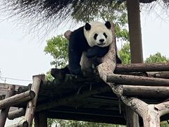 -武汉动物园