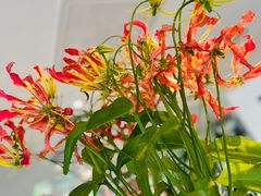 -九献创意菜·新中式(亮马河花园私宴店)