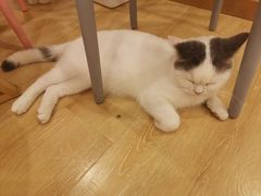 -猫咪派对(江南西店)