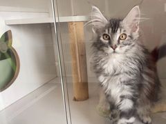 -Bastet sally猫舍购宠(静安店)