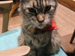 -猫色咖啡·猫咖
