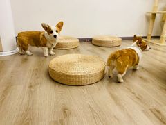 -浣熊柯尔鸭土拨鼠·电玩咖