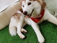 -Husky Go! 哈士奇体验馆·宠物咖啡厅狗咖